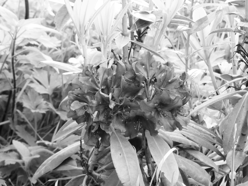 Black and white close up of a flower.