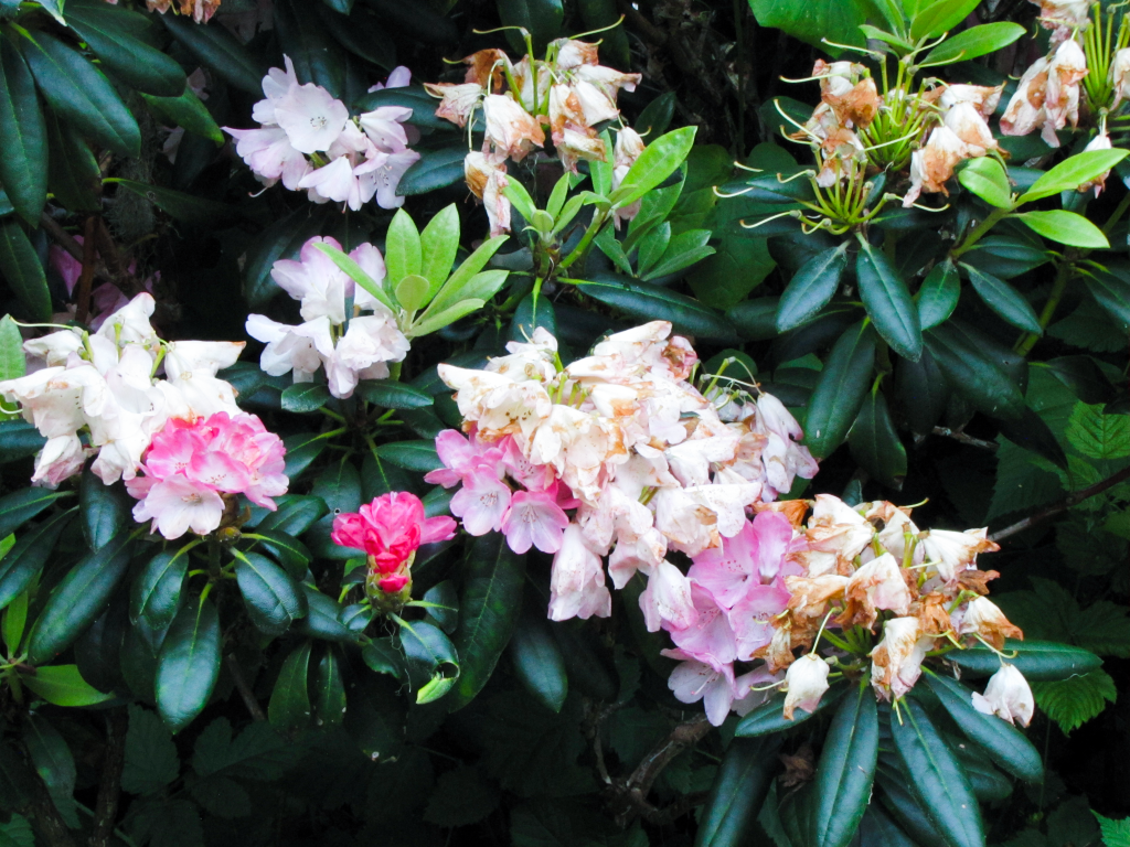 Close up photo of flowers in a bush.
