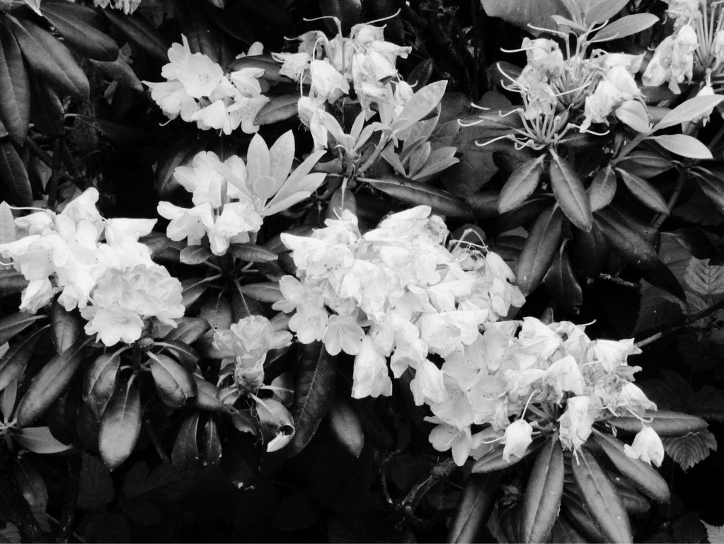 Black and white close up photo of flowers in a bush.